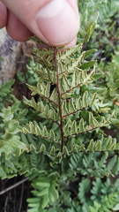 Cheilanthes viridis viridis
