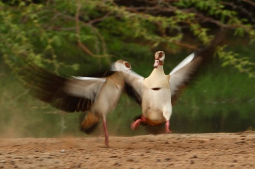 Egyptian Goose
