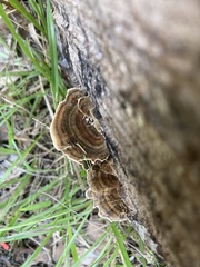 Trametes versicolor
