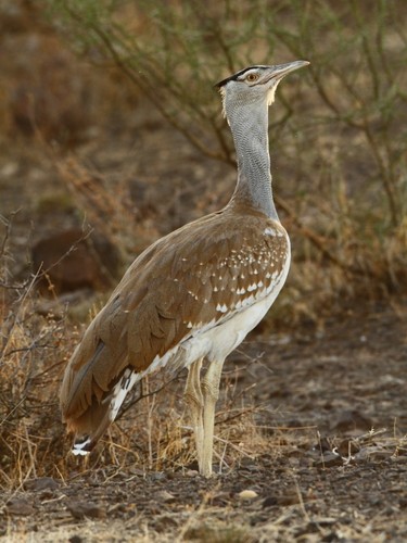 Arabian Bustard