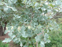 Quercus laceyi