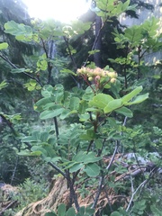 Sorbus sitchensis grayi
