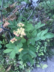 Sorbus sitchensis grayi