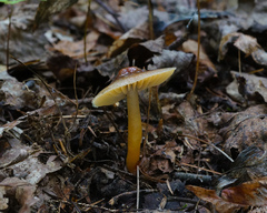 Gliophorus perplexus