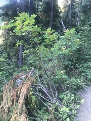 Sorbus sitchensis grayi