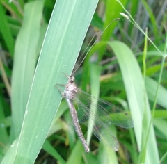 Ascalorphne impavida