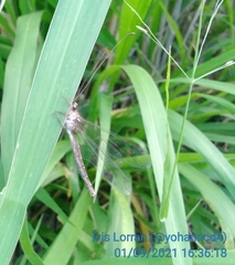 Ascalorphne impavida