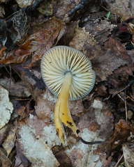 Gliophorus perplexus