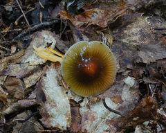 Gliophorus perplexus
