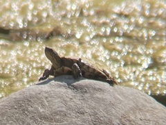 Actinemys marmorata