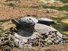 Actinemys marmorata