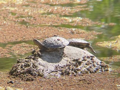 Actinemys marmorata