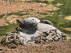 Actinemys marmorata