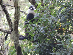 Allochrocebus lhoesti