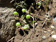 Mannia gracilis