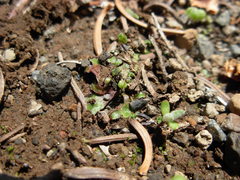 Mannia gracilis