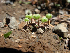 Mannia gracilis