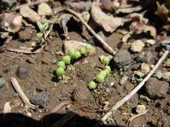 Mannia gracilis
