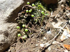 Mannia gracilis