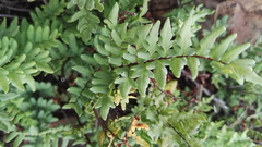 Cheilanthes viridis viridis