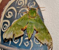 Euchloron megaera