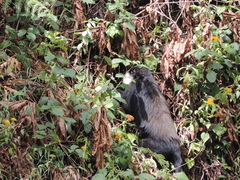 Allochrocebus lhoesti