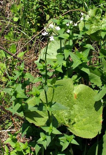 Nemesia albiflora image