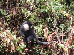 Allochrocebus lhoesti