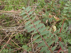 Astragalus deanei