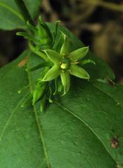 Vangueria