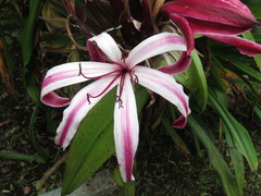 Crinum × amabile