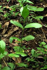 Vangueria