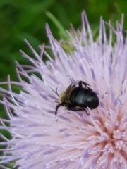 Melissodes desponsus