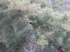 Juniperus chinensis