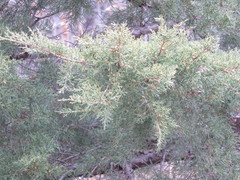 Juniperus chinensis