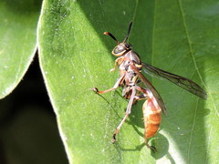 Mischocyttarus angulatus