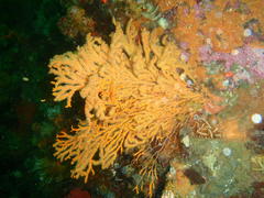 Melithaea rubra