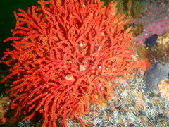 Melithaea rubra