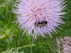 Melissodes desponsus