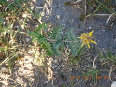 Dalea lutea