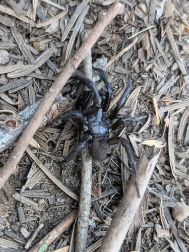 Pacific Foldingdoor Spider photo 3