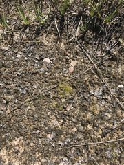 Dicranella cerviculata