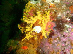 Melithaea rubra