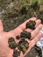 Dicranella cerviculata