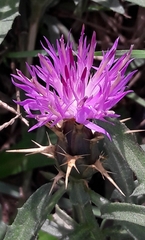 Centaurea aspera
