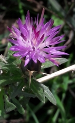Centaurea aspera