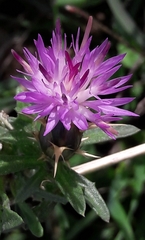 Centaurea aspera