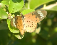 Acraea encedon encedon