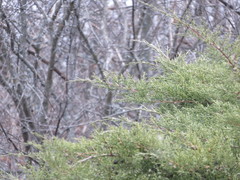 Juniperus chinensis