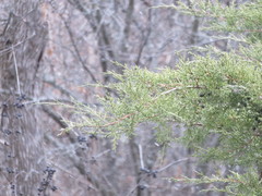 Juniperus chinensis